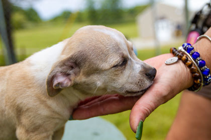 Karoo, an adoptable Chihuahua Mix in Dahlonega, GA_image-1