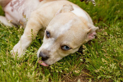 Karoo, an adoptable Chihuahua Mix in Dahlonega, GA_image-2