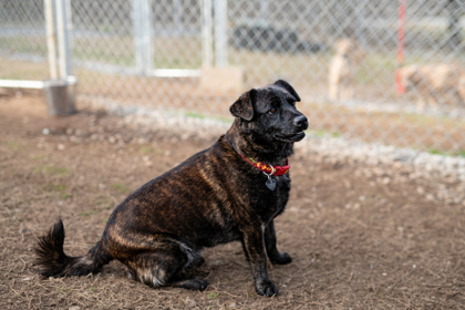 Chico