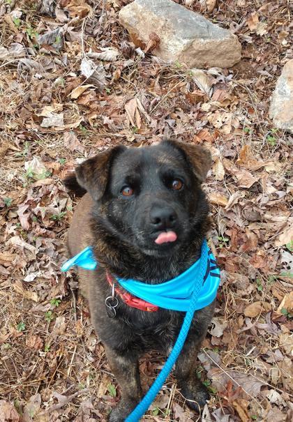 Chico, an adoptable Chow Chow & Japanese Chin Mix in Dahlonega, GA_image-3