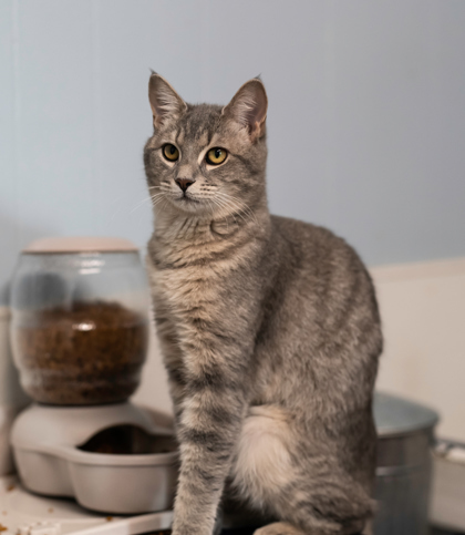 Lucy, an adoptable Domestic Short Hair in Dahlonega, GA, 30533 | Photo Image 2