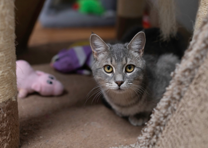 Lucy, an adoptable Domestic Short Hair in Dahlonega, GA, 30533 | Photo Image 3