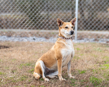 Ranger, an adoptable Chihuahua & Cattle Dog Mix in Dahlonega, GA_image-1