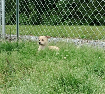 Sinai, an adoptable Chihuahua Mix in Dahlonega, GA_image-2
