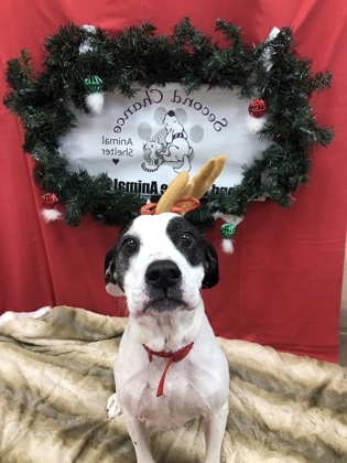 Ruby, an adoptable English Bulldog & English Setter Mix in East Brookfield, MA_image-2