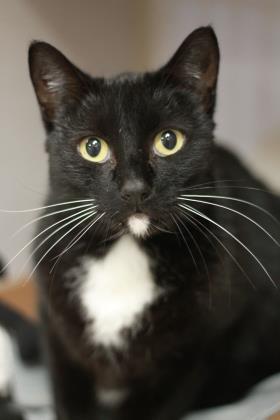 Ty (Troy), an adoptable Domestic Short Hair in East Brookfield, MA, 01515 | Photo Image 1