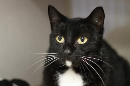 Ty (Troy), an adoptable Domestic Short Hair in East Brookfield, MA, 01515 | Photo Image 2