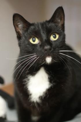 Ty (Troy), an adoptable Domestic Short Hair in East Brookfield, MA, 01515 | Photo Image 3