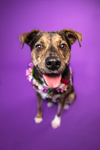 Carmen Sandiego, an adoptable Mixed Breed in Savannah, GA, 31410 | Photo Image 1