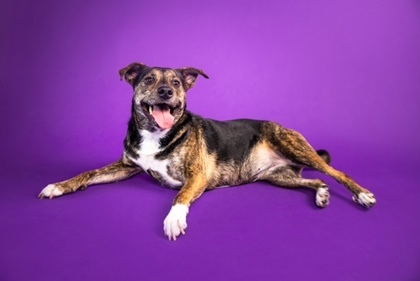 Carmen Sandiego, an adoptable Mixed Breed in Savannah, GA, 31410 | Photo Image 2