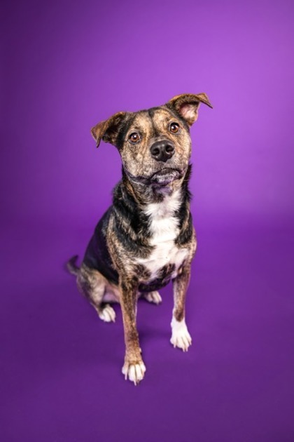 Carmen Sandiego, an adoptable Mixed Breed in Savannah, GA, 31410 | Photo Image 3