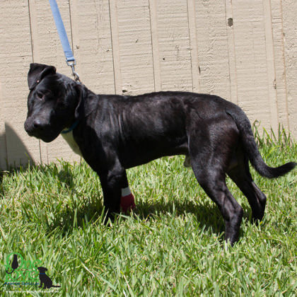 Shawn, an adoptable American Bulldog Mix in Savannah, GA_image-3