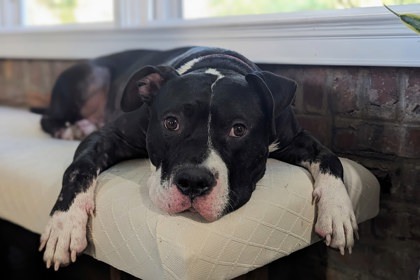 Huckleberry, an adoptable Hound, Mixed Breed in Savannah, GA, 31410 | Photo Image 1