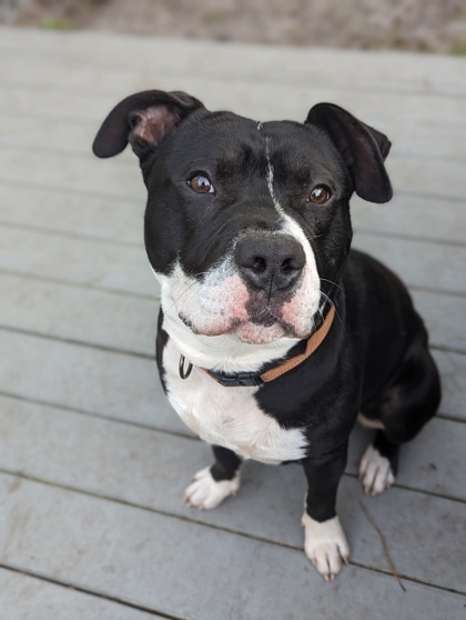 Huckleberry, an adoptable Hound, Mixed Breed in Savannah, GA, 31410 | Photo Image 2