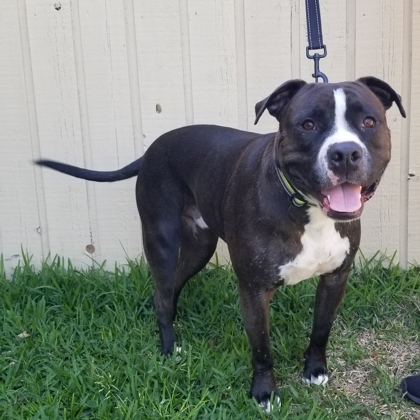Rocky, an adoptable American Bulldog Mix in Savannah, GA_image-2