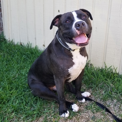 Rocky, an adoptable American Bulldog Mix in Savannah, GA_image-3