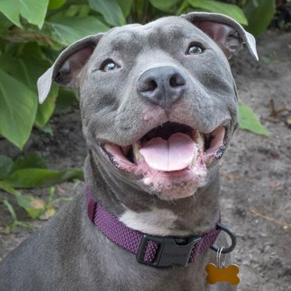 Dover, an adoptable American Bulldog, Mixed Breed in Savannah, GA, 31410 | Photo Image 1