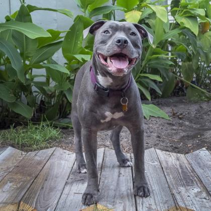 Dover, an adoptable American Bulldog, Mixed Breed in Savannah, GA, 31410 | Photo Image 2