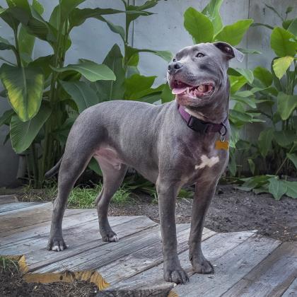 Dover, an adoptable American Bulldog, Mixed Breed in Savannah, GA, 31410 | Photo Image 3