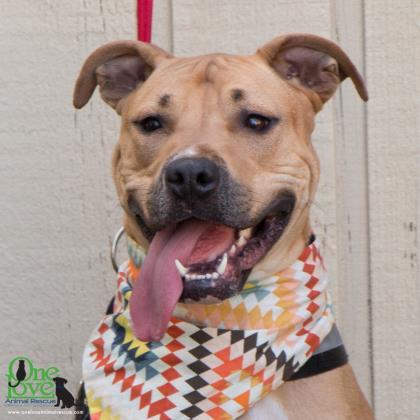 Pablo Pete, an adoptable American Bulldog, Mixed Breed in Savannah, GA, 31410 | Photo Image 1