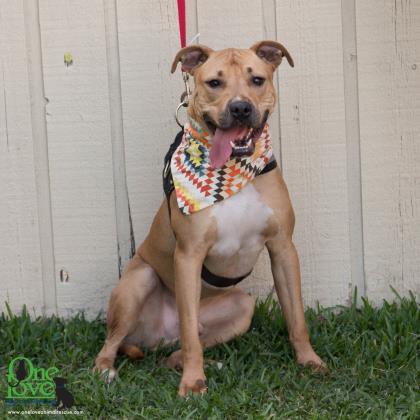 Pablo Pete, an adoptable American Bulldog, Mixed Breed in Savannah, GA, 31410 | Photo Image 2