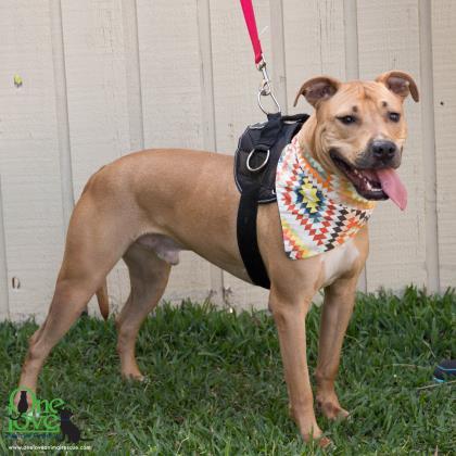 Pablo Pete, an adoptable American Bulldog, Mixed Breed in Savannah, GA, 31410 | Photo Image 3