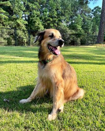 Nellie June 2