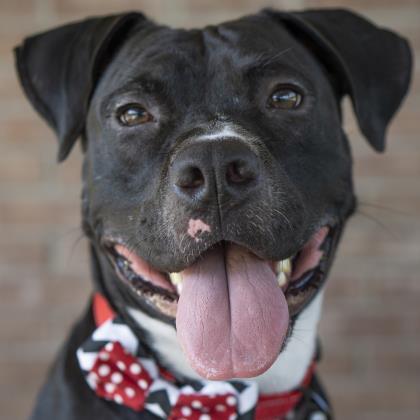 Dale, an adoptable Retriever, Great Dane in Savannah, GA, 31410 | Photo Image 1