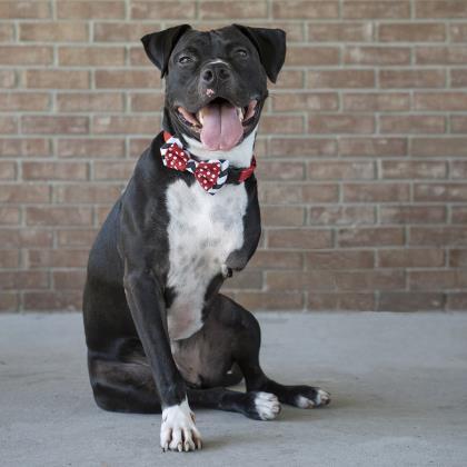 Dale, an adoptable Retriever, Great Dane in Savannah, GA, 31410 | Photo Image 2