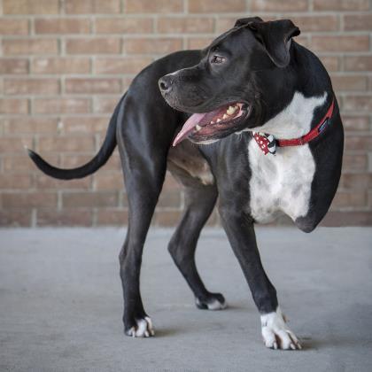 Dale, an adoptable Retriever, Great Dane in Savannah, GA, 31410 | Photo Image 3