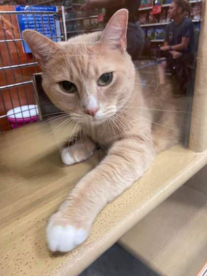 Sunburst, an adoptable Domestic Short Hair in Savannah, GA, 31410 | Photo Image 1