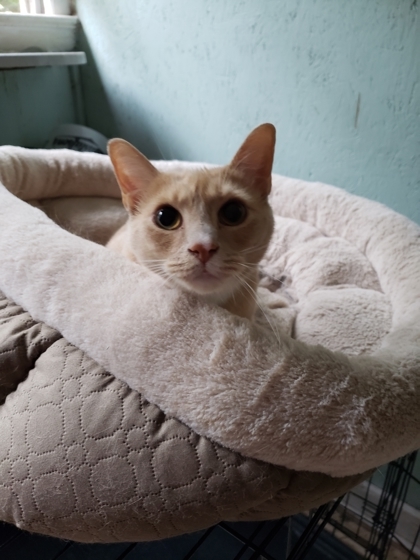 Sunburst, an adoptable Domestic Short Hair in Savannah, GA, 31410 | Photo Image 2