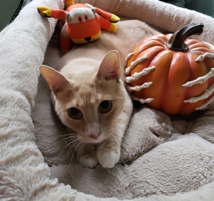 Sunburst, an adoptable Domestic Short Hair in Savannah, GA, 31410 | Photo Image 3