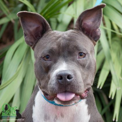 Chloe Gray, an adoptable American Bulldog Mix in Savannah, GA_image-1