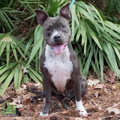 Chloe Gray, an adoptable American Bulldog, Mixed Breed in Savannah, GA, 31410 | Photo Image 2