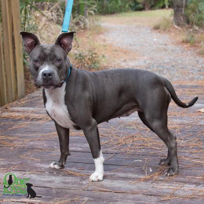 Chloe Gray, an adoptable American Bulldog, Mixed Breed in Savannah, GA, 31410 | Photo Image 3