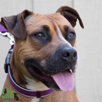 Xena Xulu, an adoptable Boxer, Mixed Breed in Savannah, GA, 31410 | Photo Image 1