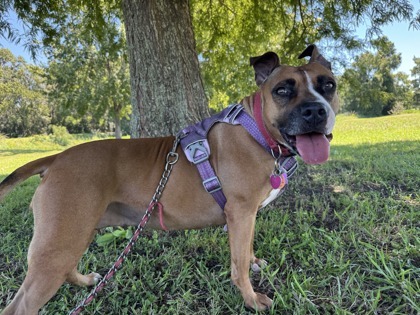 Xena Xulu, an adoptable Boxer, Mixed Breed in Savannah, GA, 31410 | Photo Image 1