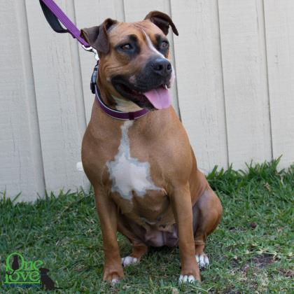 Xena Xulu, an adoptable Boxer, Mixed Breed in Savannah, GA, 31410 | Photo Image 2