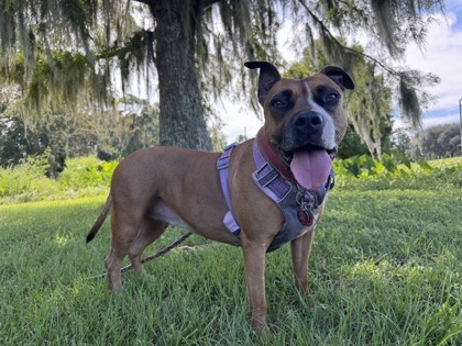 Xena Xulu, an adoptable Boxer, Mixed Breed in Savannah, GA, 31410 | Photo Image 2