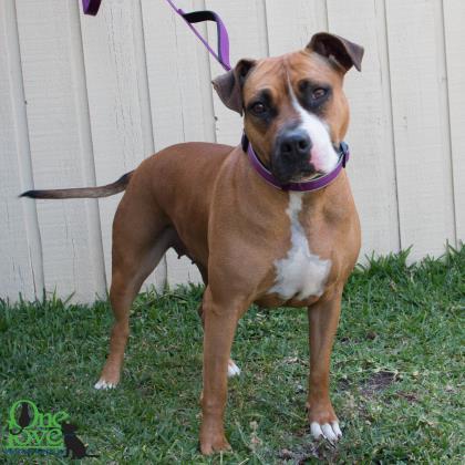 Xena Xulu, an adoptable Boxer, Mixed Breed in Savannah, GA, 31410 | Photo Image 3