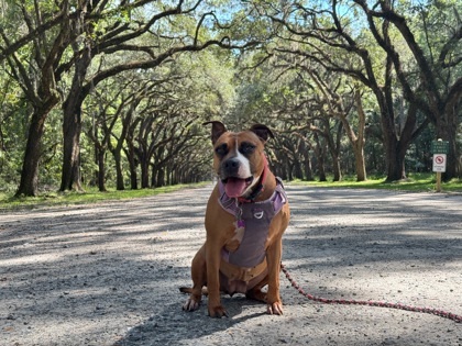 Xena Xulu, an adoptable Boxer, Mixed Breed in Savannah, GA, 31410 | Photo Image 3