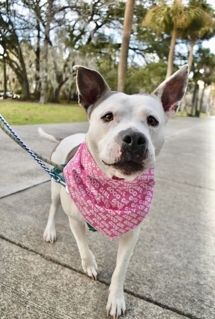 Kaguya, an adoptable American Bulldog Mix in Savannah, GA_image-1