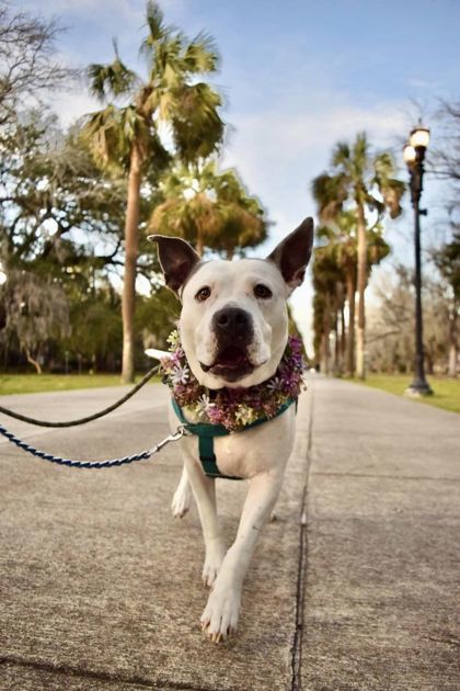 Kaguya, an adoptable American Bulldog Mix in Savannah, GA_image-2