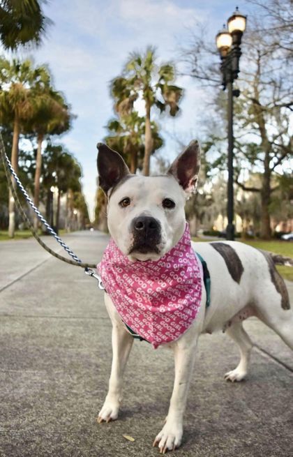 Kaguya, an adoptable American Bulldog, Mixed Breed in Savannah, GA, 31410 | Photo Image 3