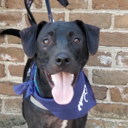 Dugan, an adoptable Black Mouth Cur, Mixed Breed in Savannah, GA, 31410 | Photo Image 1