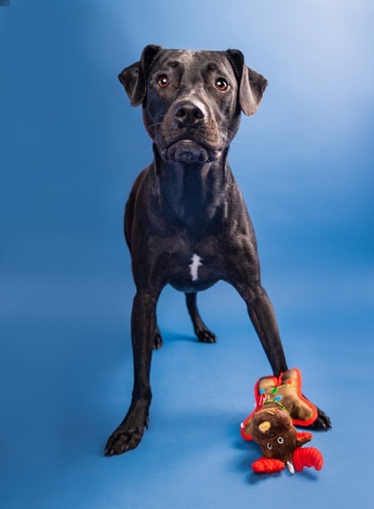 Dugan, an adoptable Black Mouth Cur, Mixed Breed in Savannah, GA, 31410 | Photo Image 2