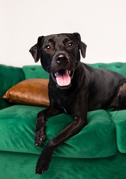 Dugan, an adoptable Black Mouth Cur, Mixed Breed in Savannah, GA, 31410 | Photo Image 3