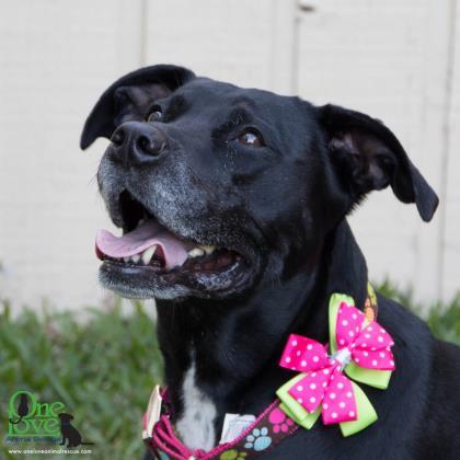Hope, an adoptable Labrador Retriever Mix in Savannah, GA_image-1