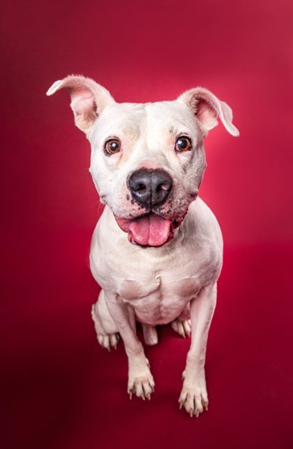 Metter, an adoptable American Bulldog, Mixed Breed in Savannah, GA, 31410 | Photo Image 1